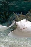SEA LIFE London Aquarium - Any Time Entry